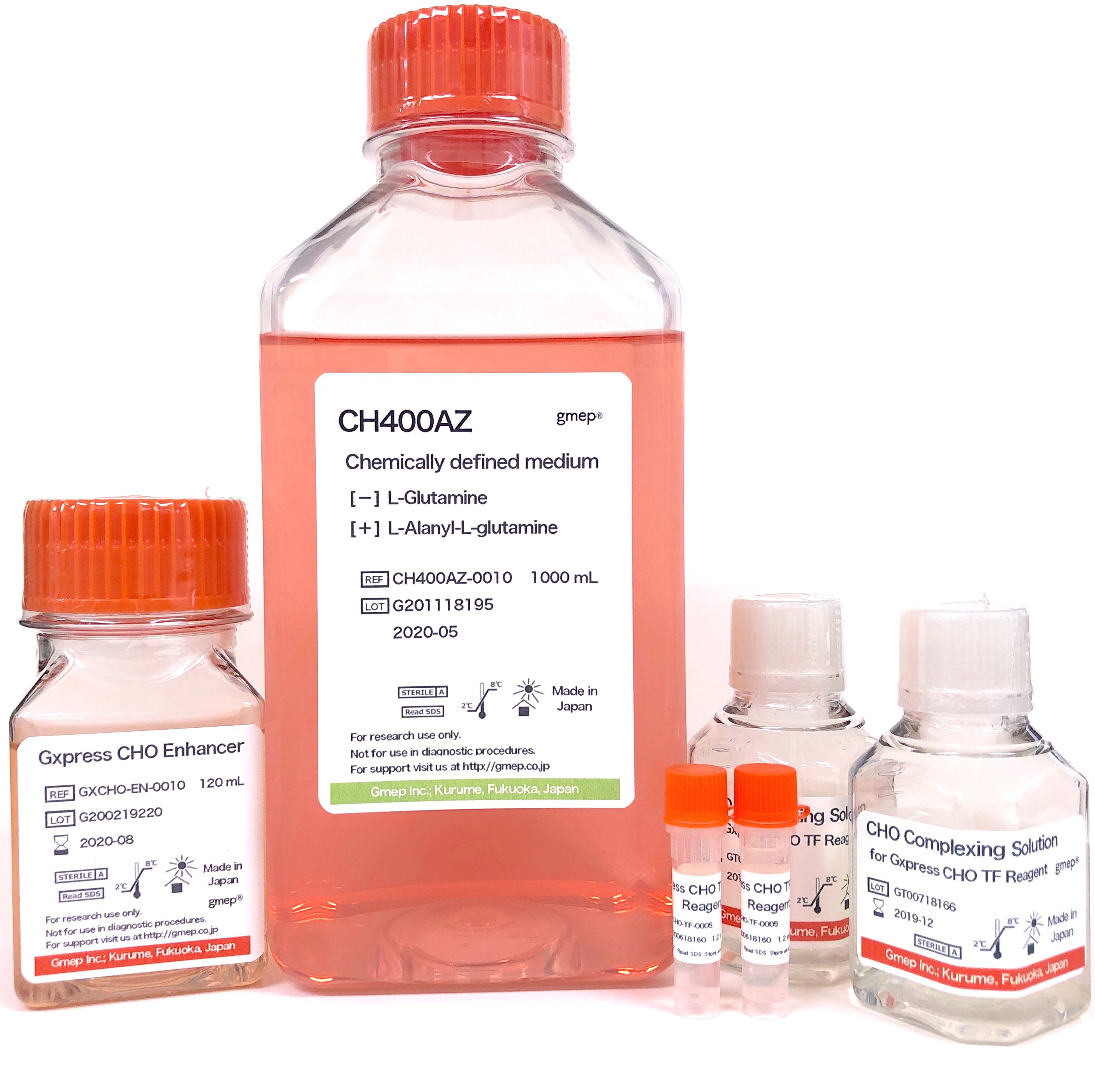 CHO細胞|トランスフェクション|遺伝子導入